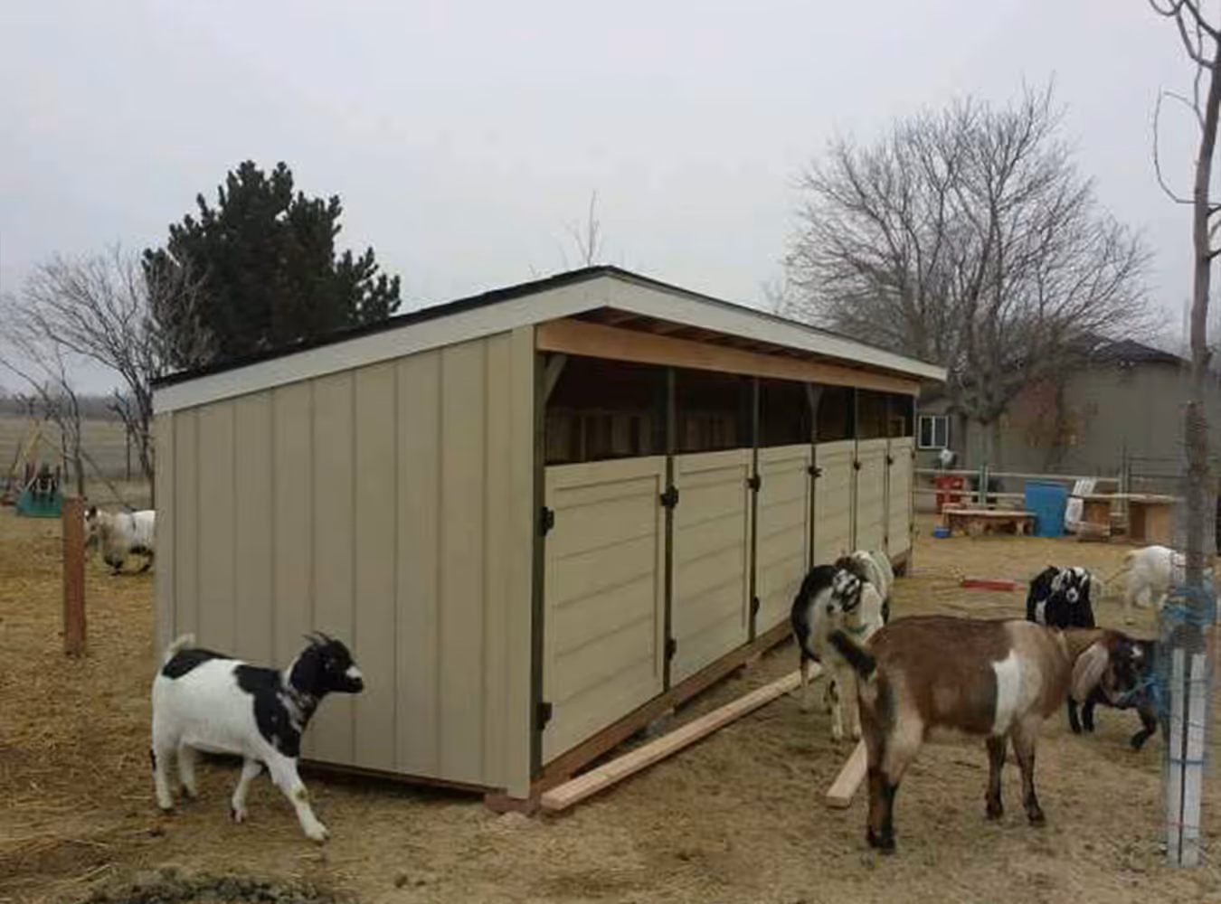 Light brown wooden shed with multiple doors in a rural area surrounded by several goats.