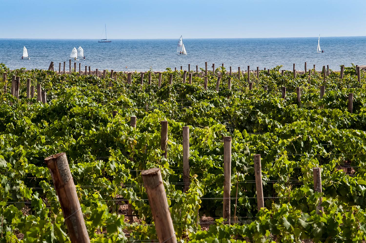 Degustazione vini Assovini Sicilia a Zurigo Mercoledì 30 novembre 2022