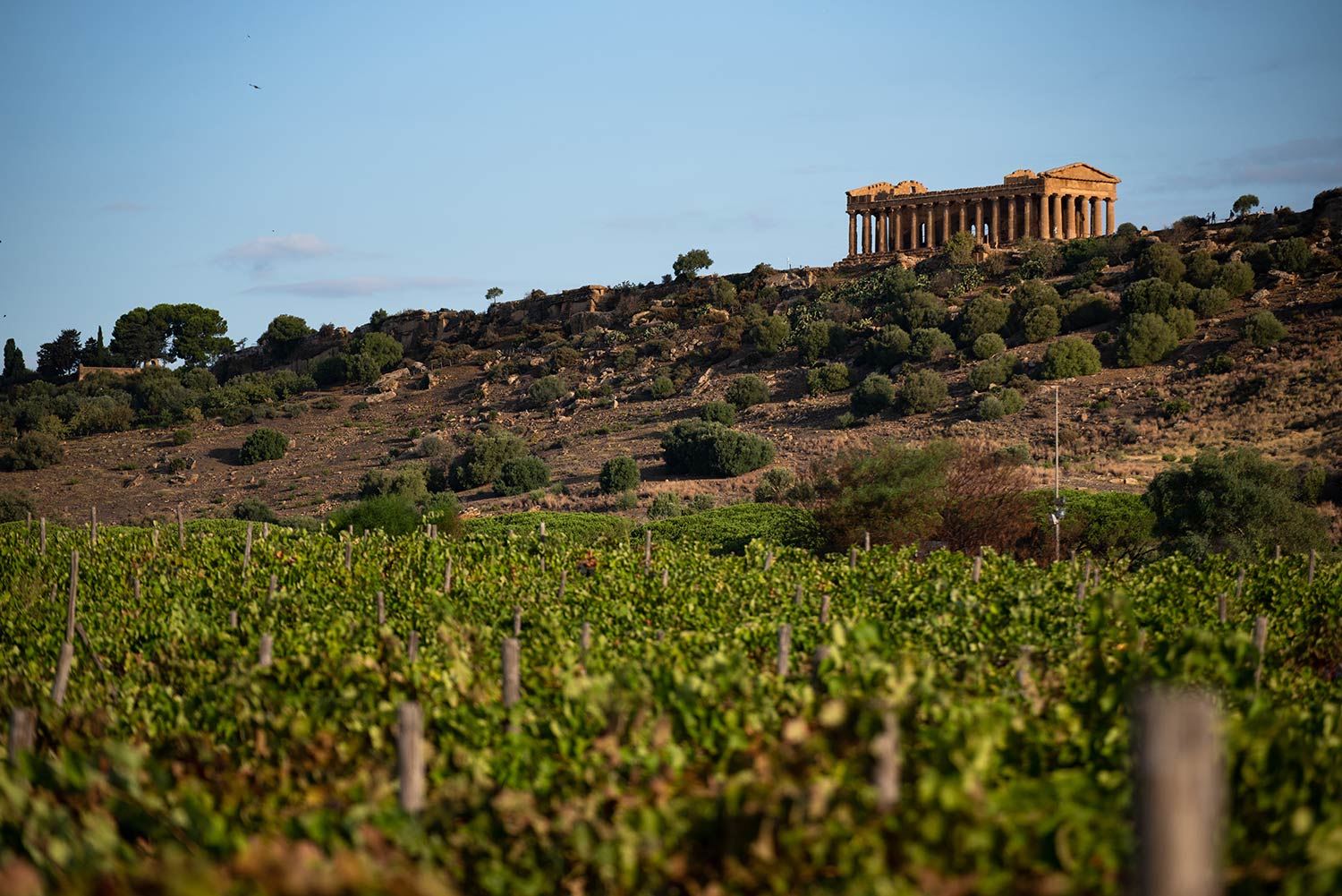 Degustazione vini Assovini Sicilia a Zurigo Mercoledì 30 novembre 2022