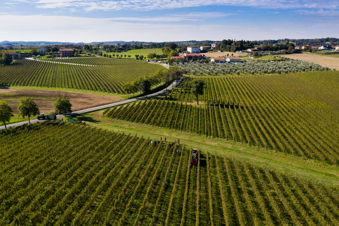 Lugana DOC on tour! Degustazione di vino il 20 giugno a Zurigo
