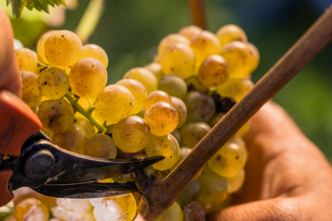 Lugana DOC on tour! Degustazione di vino il 20 giugno a Zurigo