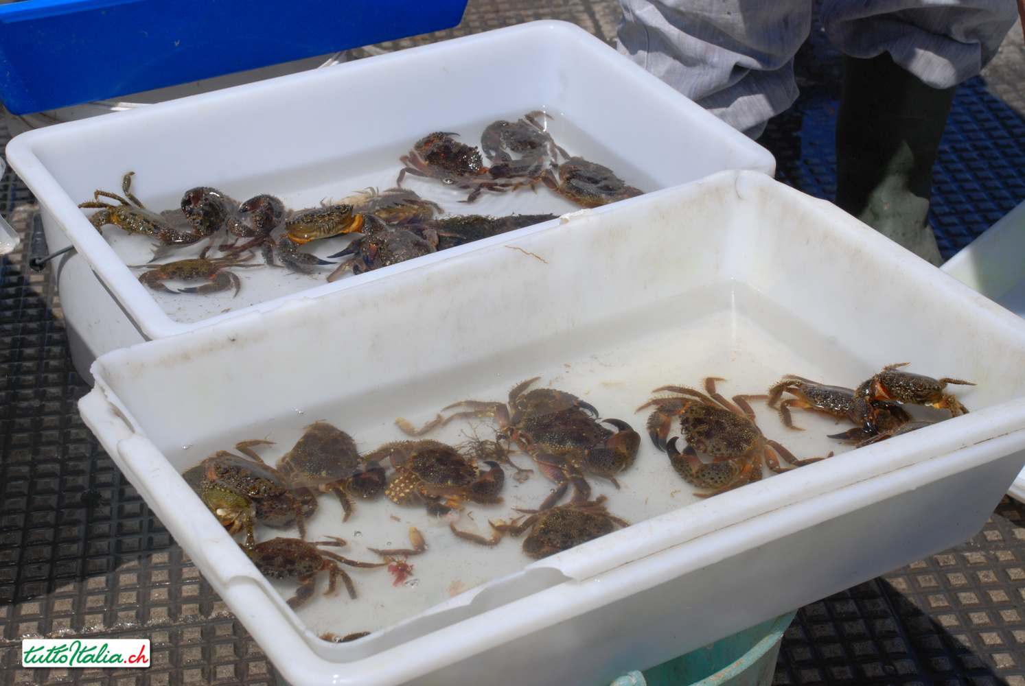 Un weekend a Bari con la musica di Biagio Antonacci con Tuttoitalia e Helvetic Airways