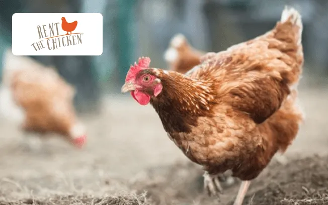 Rent the Chicken processes contracts 3X faster with Signeasy