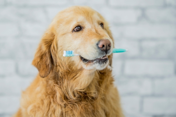Doggy dental care