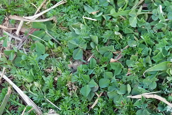 Lawn covered in weeds