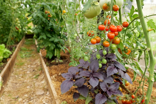 The best tomato plant buddies