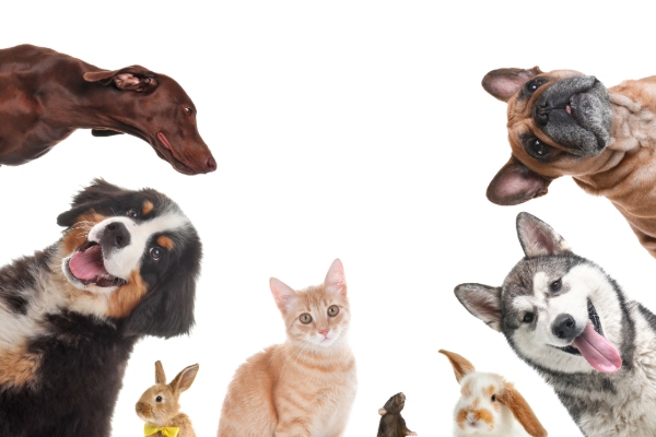 Things to consider before getting a pet