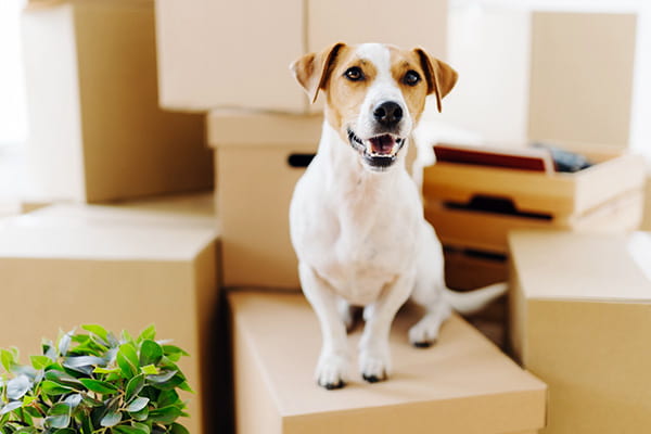 Jack Russell dog sitting on moving boxes