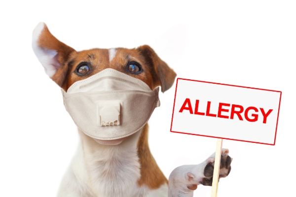 Keep your dog safe this spring