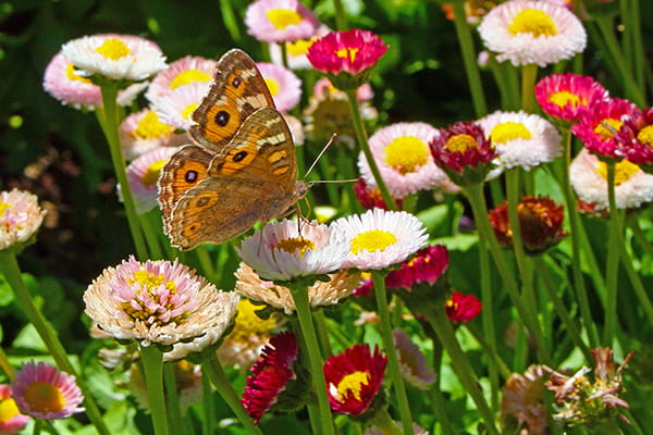 Native flowers in a native cottage garden