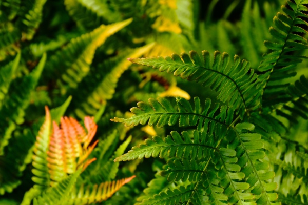 Fabulous ferns – more colourful than you think