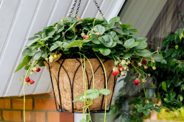 Grow your own - even without a garden!