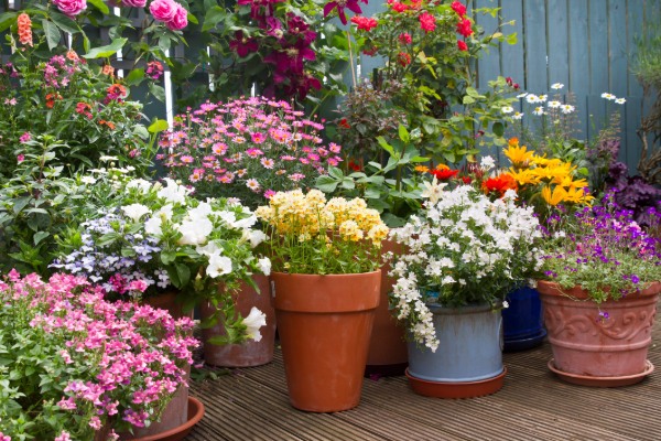 Low maintenance container plants