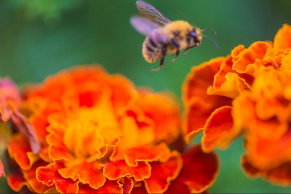 Everybody needs a friend, including plants!
