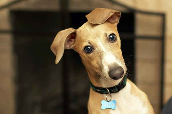 alert-italian-greyhound-with-ears-pricked 