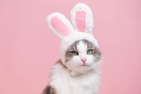 Easter treats and pet safety