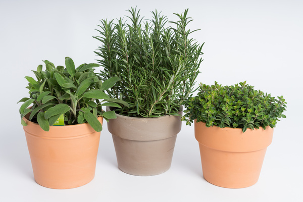 Growing winter herbs