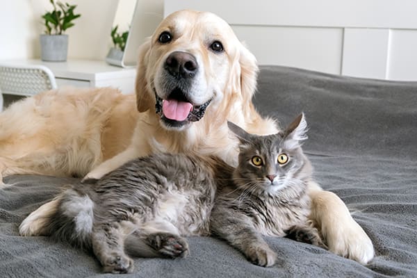 Eliminate pet smells from your home