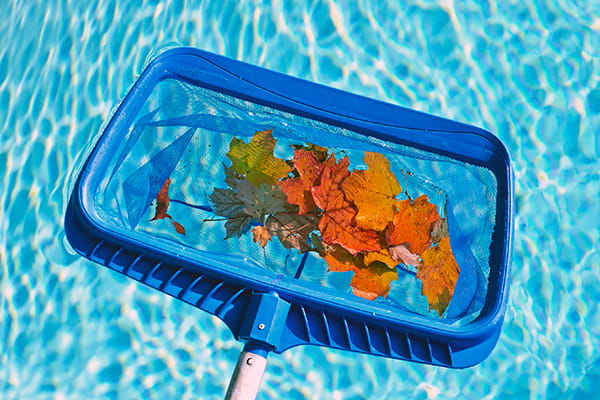 Pool cleaning scoop full of leaves