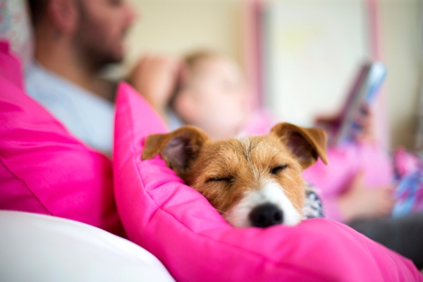 Pets - more than just cute companions