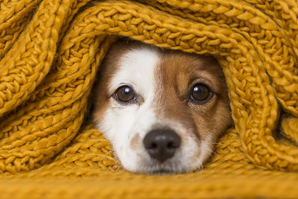 Boarding tips for your best friend