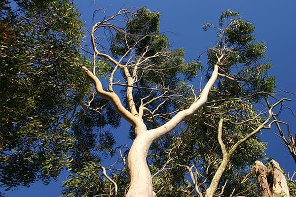 Large gum tree