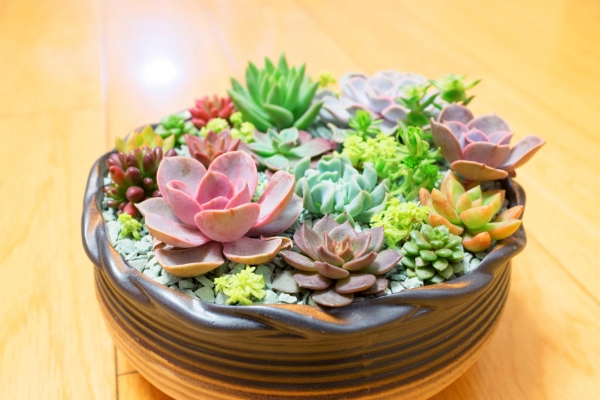 How to make a stunning succulent bowl