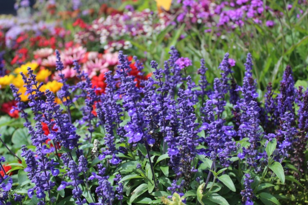 Low fuss flowers for your garden