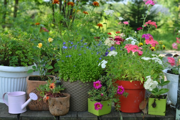 Container gardens