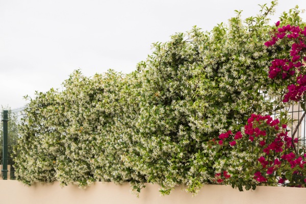 Evergreen climbers