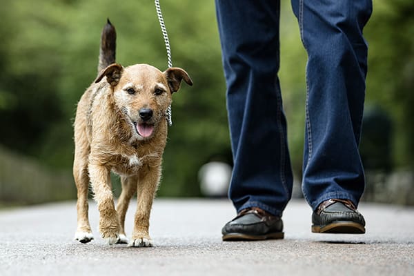 Dog being walked by their owner