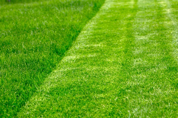 Hot weather lawn care