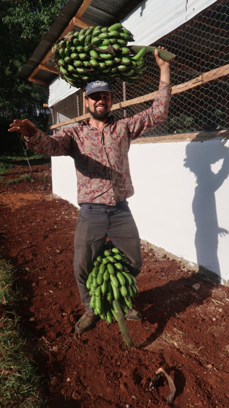 man with bunch of bananas