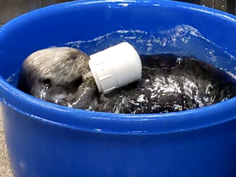 an otter playing with a closed white pvc toy