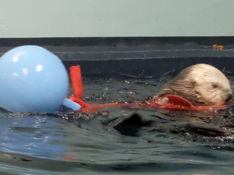 An otter in water pulling a jolly ball by a strip of kelp.