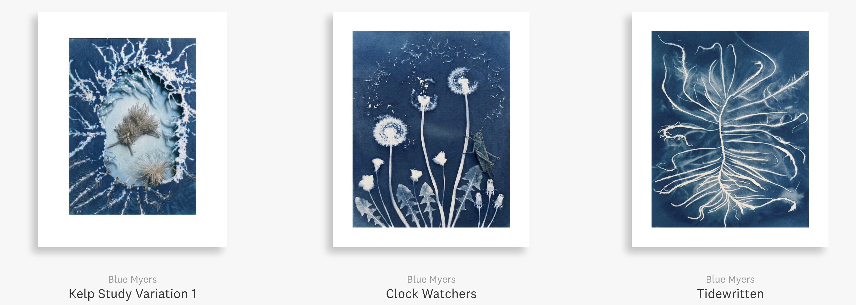 Blue Myers cyanotype and watercolor fine art print inspired by Pacific Northwest wildlife and botanicals