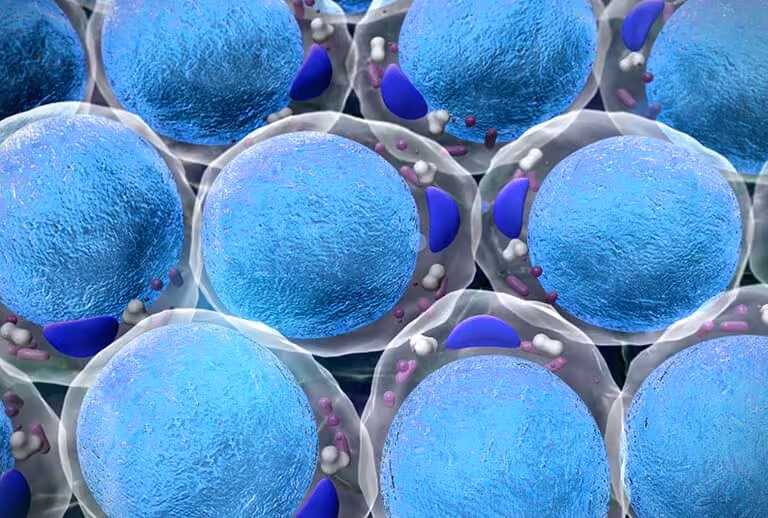Understanding subcutaneous fat