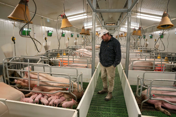 Last chance for Kiwis to have say on controversial pork proposals