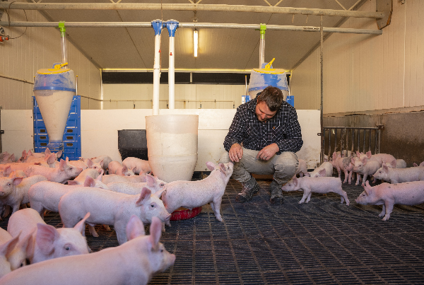 NZPork calls for changes to planning Bills to protect New Zealand's pork farmers