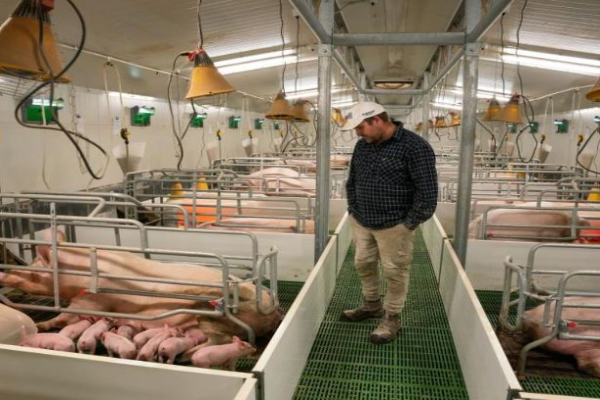 'Absorbed' by pork industry challenges