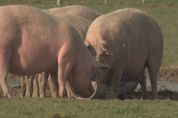 Buyer steps in to help struggling Canterbury pig farmer