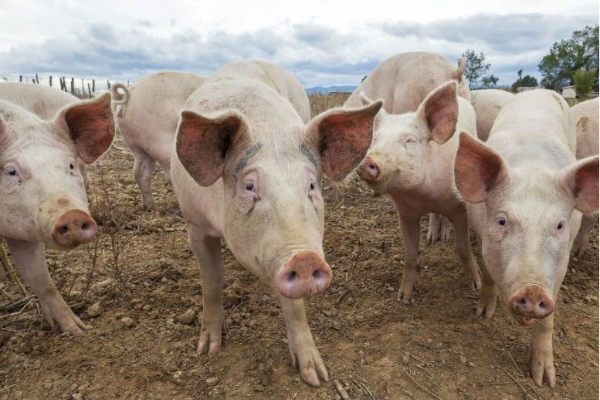 Changing pig care regulations may leave farmers and consumers out of pocket