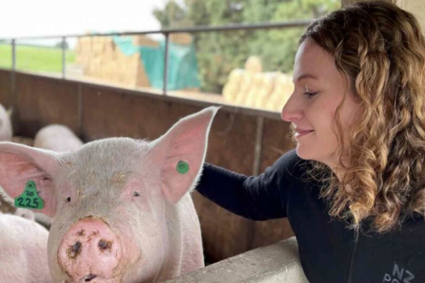 Concern draft code will hurt piglet welfare