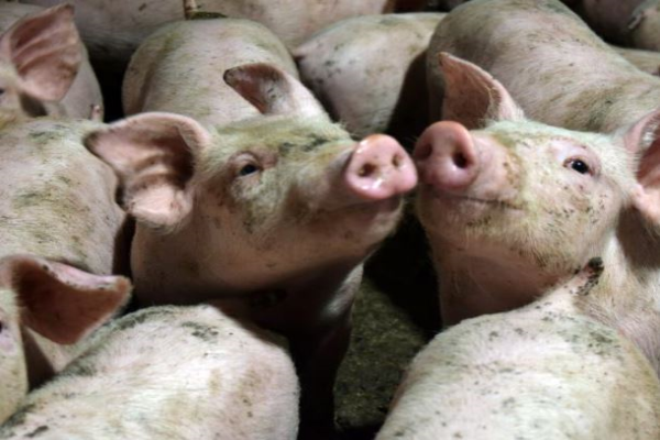 Drawbacks of proposed pig welfare changes