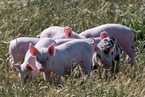 Hold imported pork to NZ standards