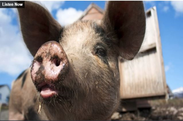NZ Pork submits petition asking for imported pork to meet same welfare standards