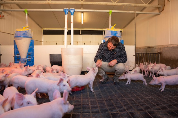NZPork unveils alternative proposals to improve pig welfare - Most significant change in a generations