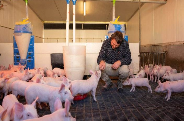 Petition to apply equal animal welfare standards to pork fails