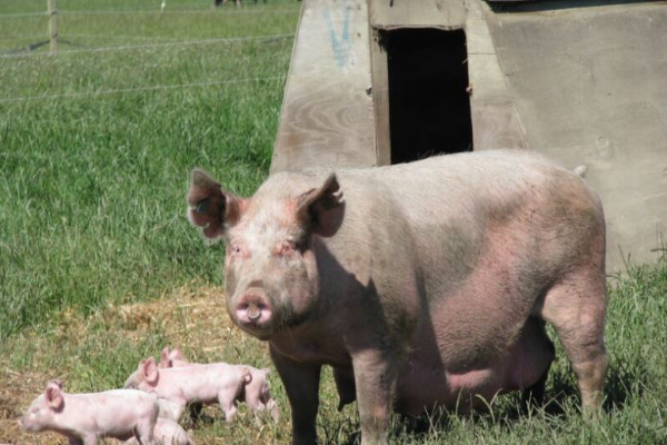 Pig code delays prolong uncertainty