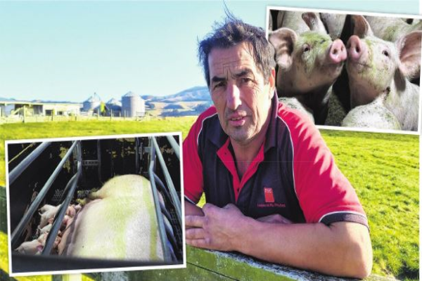 Pig farmer calls for rethink on new welfare code